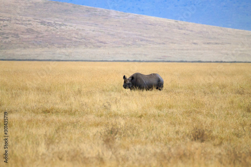 Black rhinoceros on Ngorongoro Conservation Area crater, Tanzania
