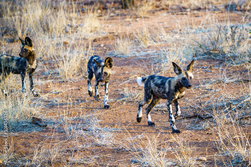 wild dogs in kruger national park, mpumalanga, south africa 32 © Christian B.