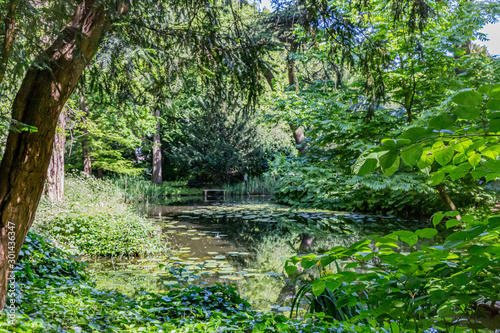 Pond with water lilies surrounded by trees and green vegetation in Schoonoord Park, sunny spring day in Rotterdam in the Netherlands Holland