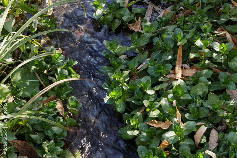 Fototapeta premium A cold blue stream flows among green foliage high in the mountains of the Altai Mountains in Russia