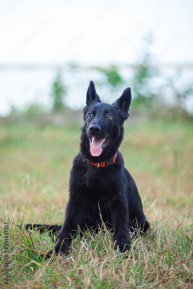 Portrait of Black German shepherd on green grass. Animal.