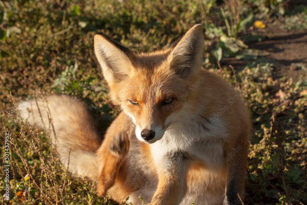 red fox