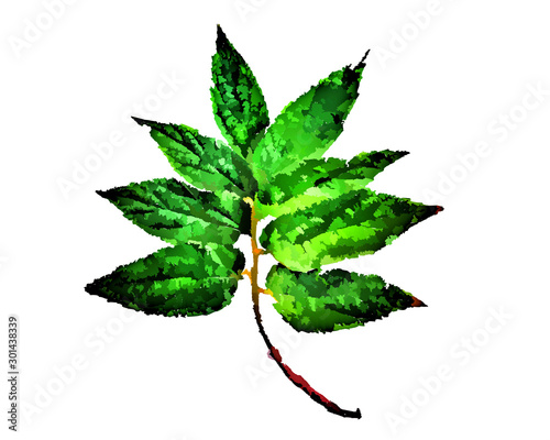 green leaf isolated on white background