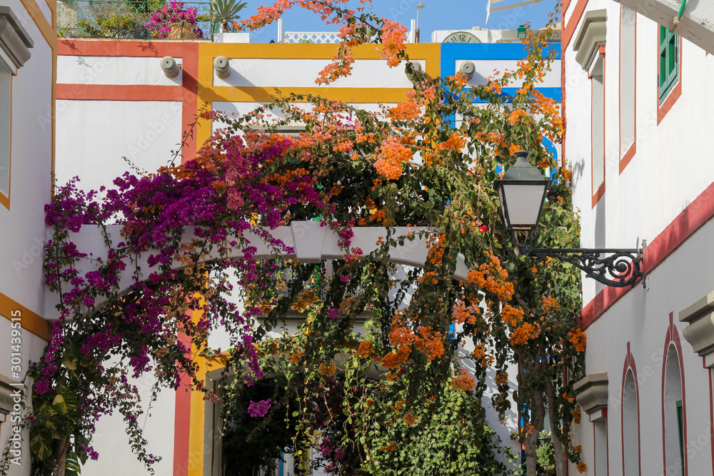 Fototapeta premium Blumen untergang