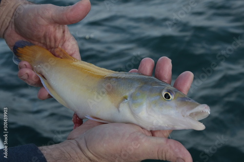 Pez de colores recien pescado en las manos del pescador