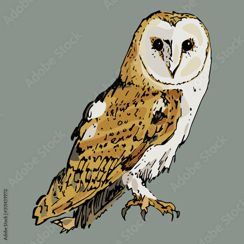 Isolated vector illustration. Barn owl. Tyto alba. Hand drawn colorful sketch.	