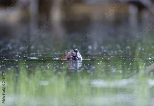 Beavers swimming in a lake, north Quebec, Canada.