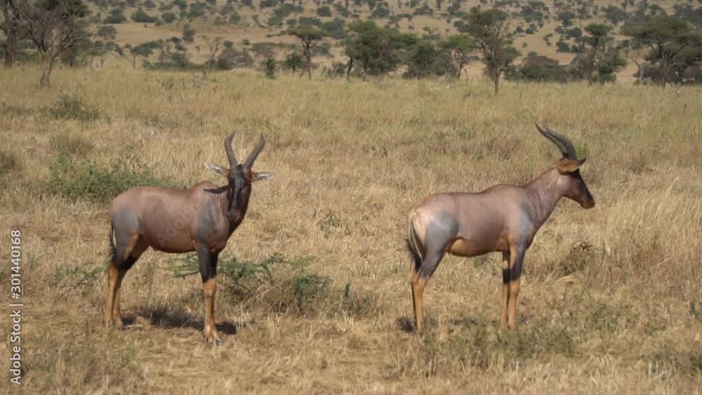 Slowmotion of Male Topi Antelopes Standing Calm in Meadow of African Savanna, Natural Habitat Slowmotion of Male Topi Antelopes Standing Calm in Meadow of African Savanna, Natural Habitat