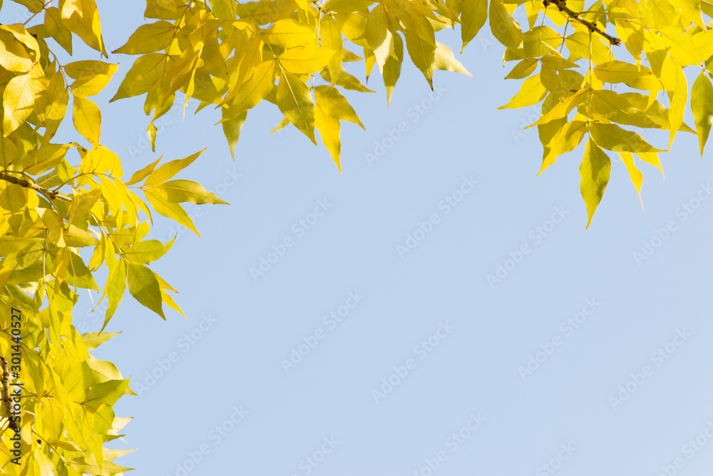 Yellow autumn leaves on a tree branch against the blue sky. Place for text