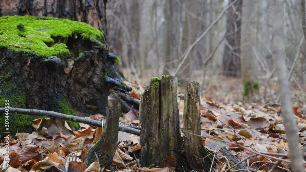 Tree Stump With Green Moss In Late Autumn Forest Panning Slider Shot. Tree Stump With Green Moss In Late Autumn Forest Panning Slider Shot.
