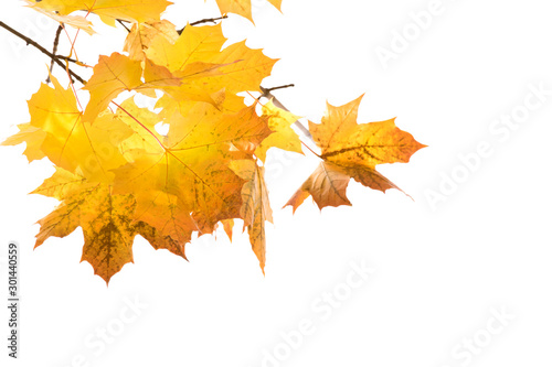 Yellow and brown autumn leaves on a tree branch on a white isolated background. Place for text