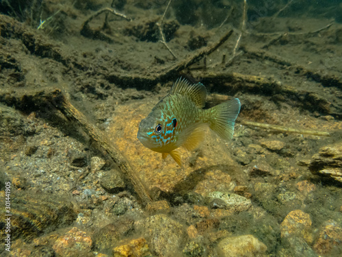 Pumpkinseed sunfish swimming wild in a lake in north Quebec, Canada.