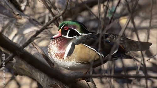 Drake wood duck standing on log then jumping into pond below to escape. photo