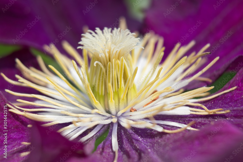 closeup of a flower clematis closeup of a flower clematis