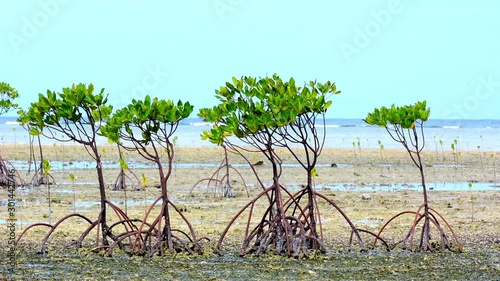 Mangrove Trees On Coastal Range During Low Tide, Philippines