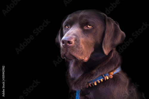 Porträt eines Labradors