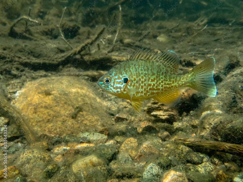 Pumpkinseed sunfish swimming wild in a lake in north Quebec, Canada. Pumpkinseed sunfish swimming wild in a lake in north Quebec, Canada.