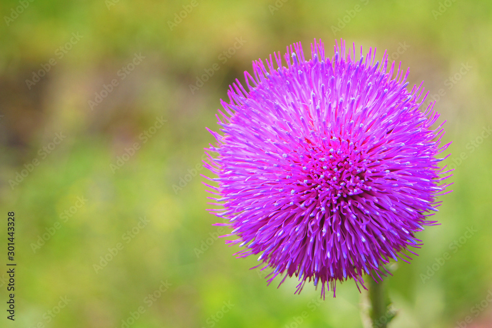 Thistle. A lonely thistles in the meadow on a spring day. Thistle. A lonely thistles in the meadow on a spring day.
