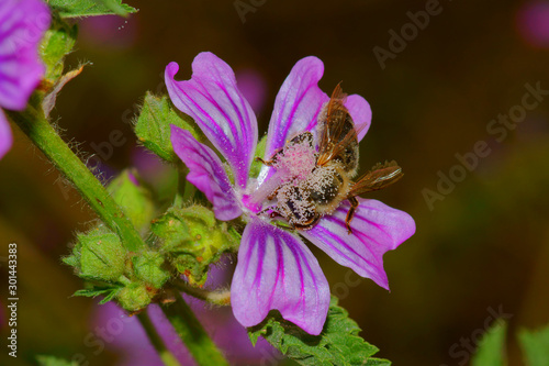 A honeybee on a hibiscus plant. 