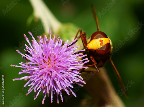 Syrphidae (hoverfly). This insect tries to protect itself by imitating honey bees and wasps.