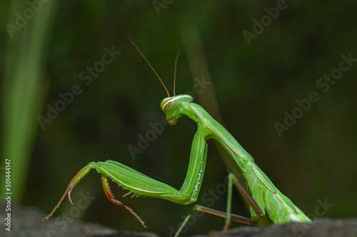 Mantis. Standing still, trying to support his camouflage.