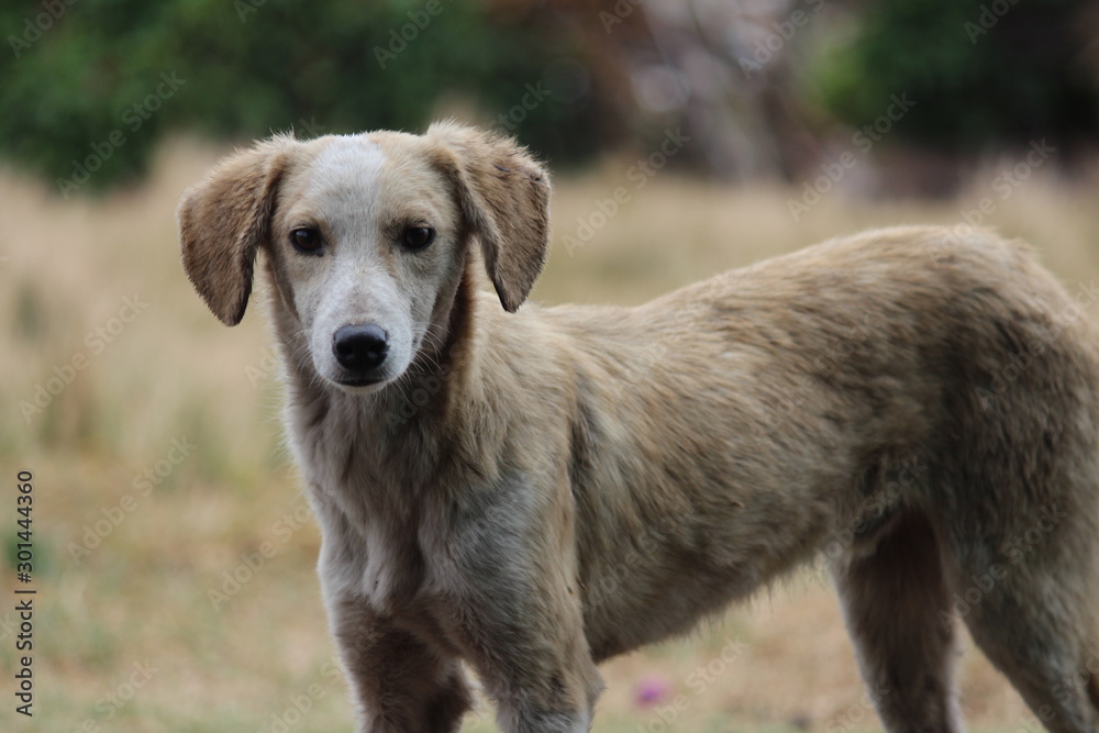 Straßenhund Portrait Hund in Südafrika