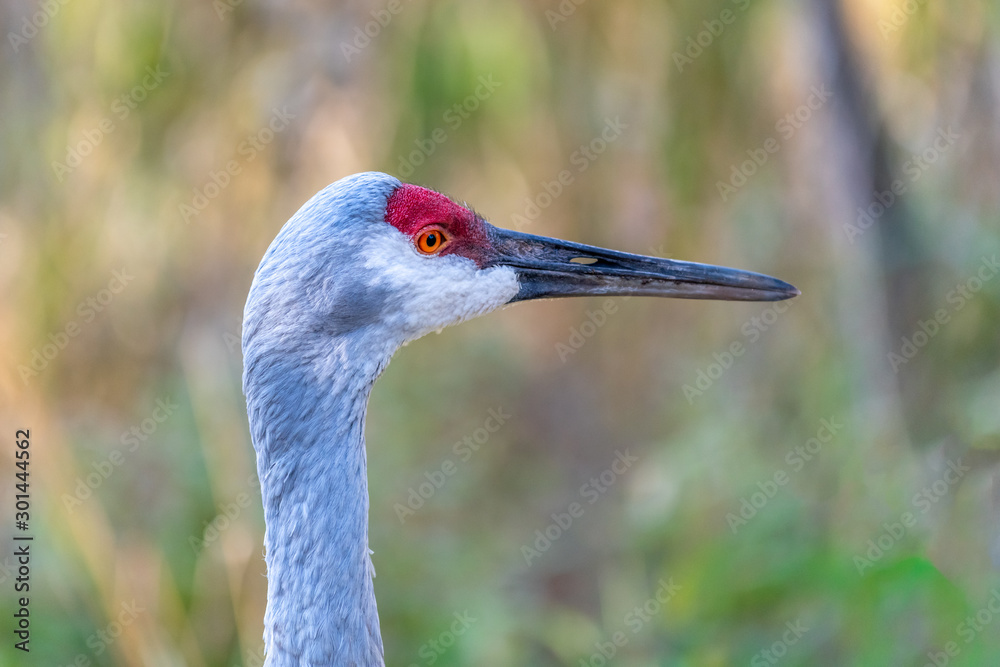 Close up portrait of a Sandhill crane