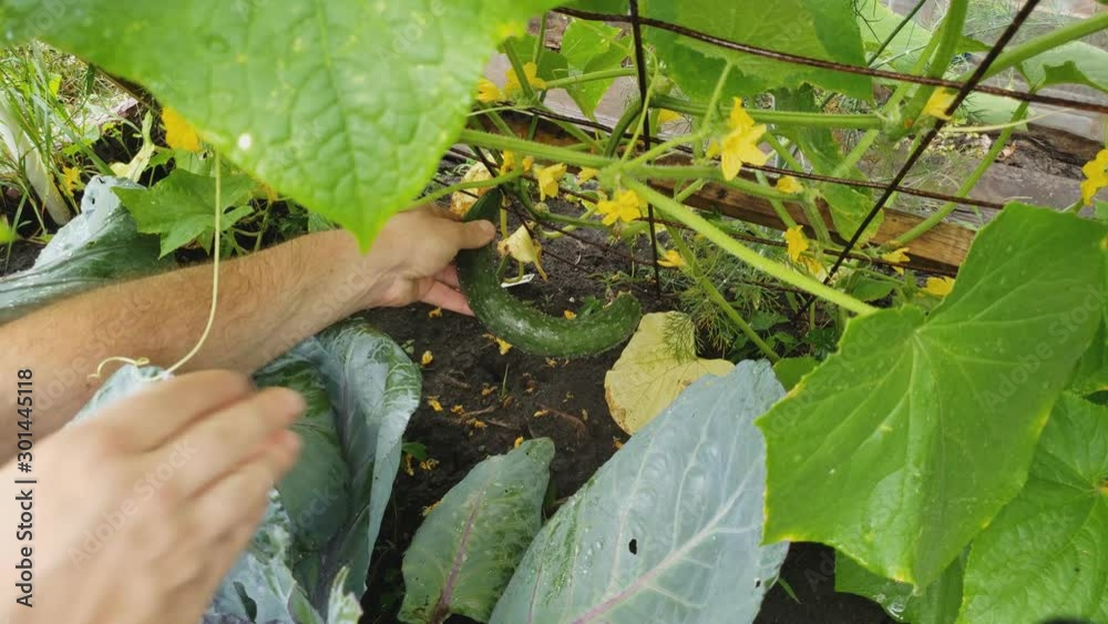Home gardening - Checking or inspecting weird shaped long cucumber growing in back yard garden alongside red cabbage plants.