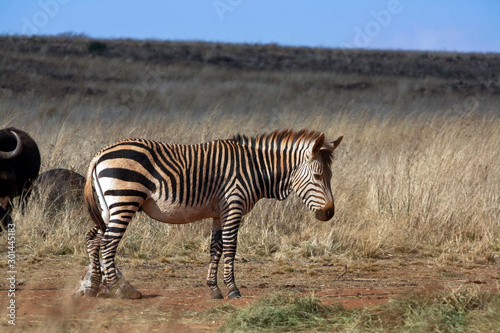 A Plains Zebra  Equus quagga 