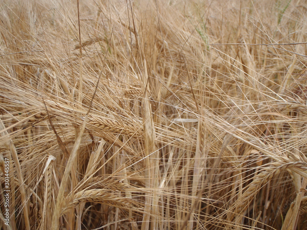 Barley ears closeup