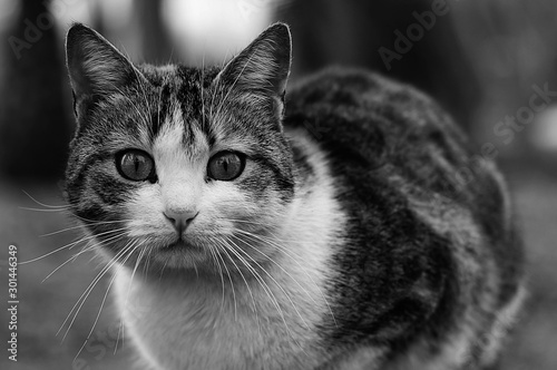 Alley Cat. A cat staring in fear at the camera lens facing him.
