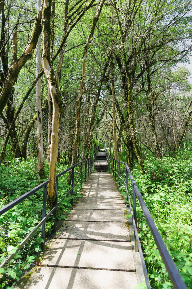 Obraz premium Wychodzę w dal ogrodzoną ścieżką w cisowo-bukszpanowej dzielnicy Khosta. Uszkodzone nagie pnie bukszpanu z bukszpanu Colchis