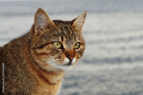 Alley cat. A cat posing like a model.