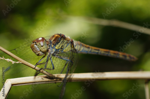Dragonfly. Attracting these insects, which are quite timid creatures, requires great patience.