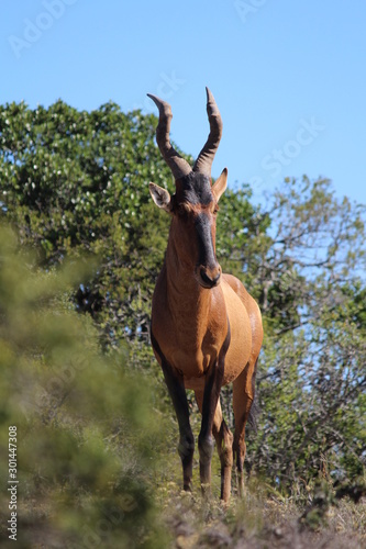 Antilope auf Afrika-Safari © Jan