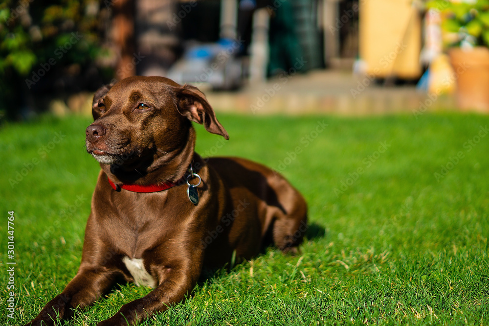 Mischling Hund Braunes Glänzendes Fell sonnt sich in der Sonne Mischling Hund Braunes Glänzendes Fell sonnt sich in der Sonne