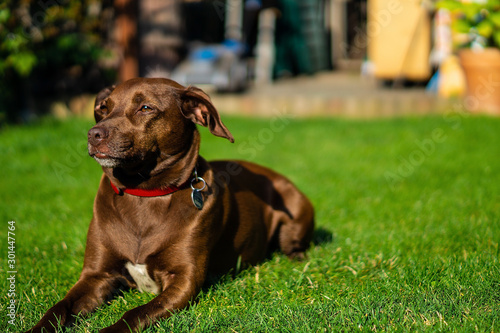 Mischling Hund Braunes Glänzendes Fell sonnt sich in der Sonne