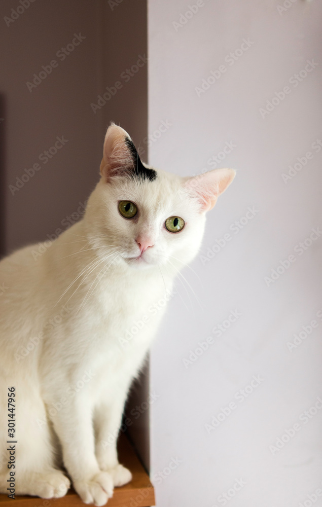 White Cat