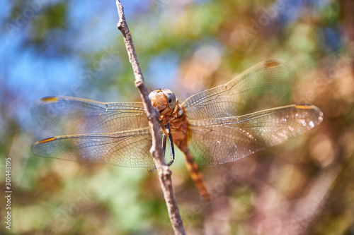 dragonfly on a branch © Eduardo