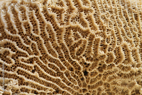corail fossile photo