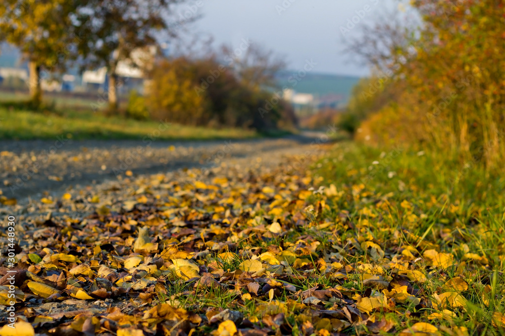 Detail of Fallen Leaves in Autumn with Blurry Path and Trees in Background Detail of Fallen Leaves in Autumn with Blurry Path and Trees in Background