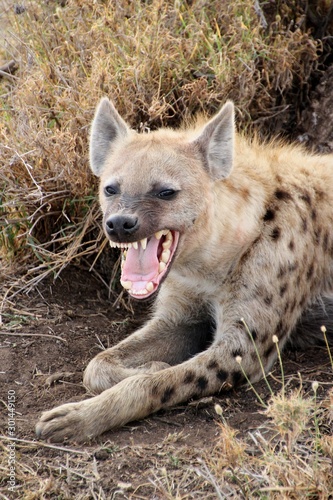 Wild hyena showing teeth in Serengeti
