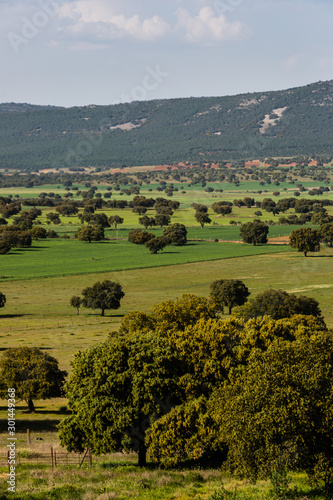 Landscape. Cabañeros National Park, Ciudad Real, Spain (Nature, vertical photo)