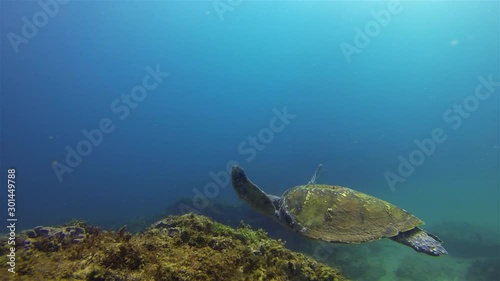 Sea Turtle. Green Turtle Swimming. Beautiful Marine Turtle Swimming On Peaceful Coral Reef In Calm Blue Sea Water & Sunlit Sea Surface. Graceful Gentle Marine Life & Mellow Aquatic Underwater Wildlife