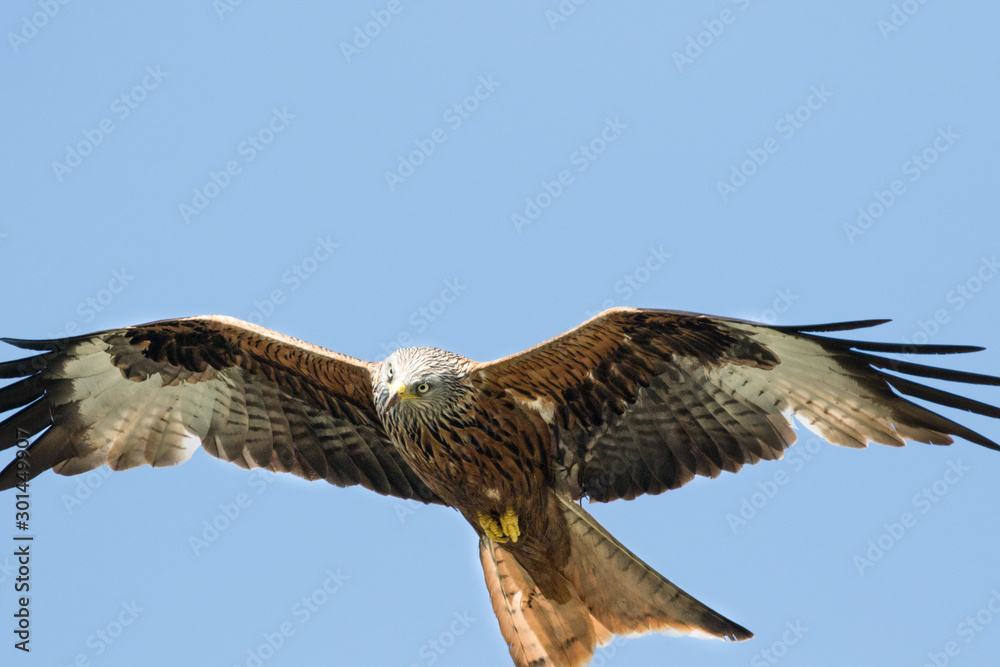 Fototapeta premium Majestic Red Kite bird flying with it's wings wide open.