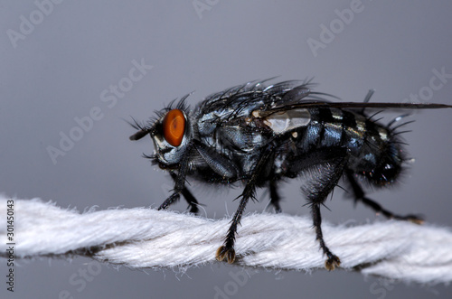 Macro shot of a housefly that is standing on a rope, isolated on grey backround.