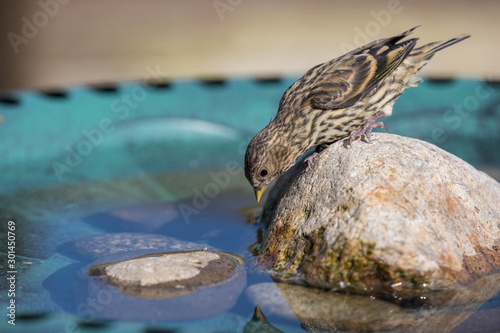 A curious Pine Siskin (Spinus pinus) perches on a rock in a bird bath, and peers into the water, probably noticing its reflection.