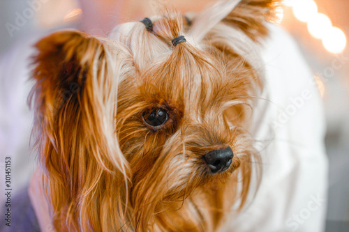 Yorkshire Terrier in the arms of a girl with Christmas lights on the background.