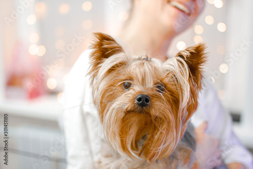 Yorkshire Terrier in the arms of a girl with Christmas lights on the background.