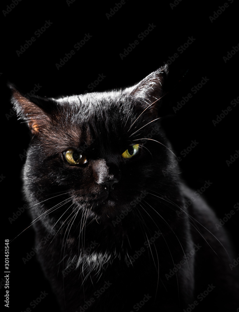 Portrait of a black cat in studio on black wall background